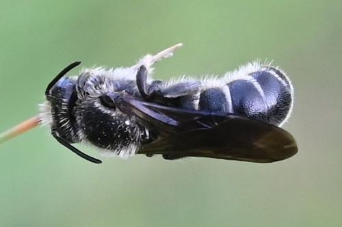 Chelostoma rapunculi